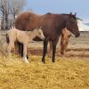 Montana Jay Bar AQHA
