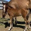 Doc King Leo Dun It AQHA - Image 4
