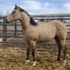 Montana Jay Bar AQHA - Image 4