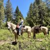 Playboy 2016 AQHA Palomino Gelding - Image 7