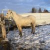 Playboy 2016 AQHA Palomino Gelding - Image 6