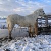 Playboy 2016 AQHA Palomino Gelding - Image 4