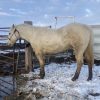 Playboy 2016 AQHA Palomino Gelding - Image 3