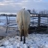 Playboy 2016 AQHA Palomino Gelding - Image 5