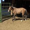 2023 AQHA Buckskin Gelding - Image 8