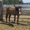 2023 AQHA Buckskin Gelding
