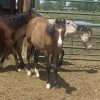 2023 AQHA Buckskin Gelding - Image 6
