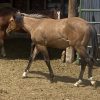 2023 AQHA Buckskin Gelding - Image 5