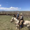 Smokey’s dazn cat AQHA - Image 4