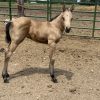 2024 AQHA Buckskin Colt - Image 4