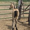 2024 AQHA Buckskin Colt - Image 5