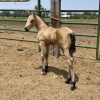 2024 AQHA Buckskin Colt - Image 7