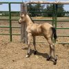 2024 AQHA Buckskin Colt - Image 2