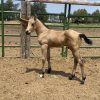 2024 AQHA Buckskin Colt