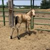 2024 AQHA Buckskin Colt - Image 3