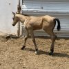 2024 AQHA Buckskin Colt - Image 6