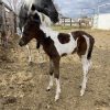 2025 APHA Bay Stud Colt