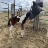 2025 APHA Bay Stud Colt - Image 2