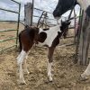 2025 APHA Bay Stud Colt - Image 3