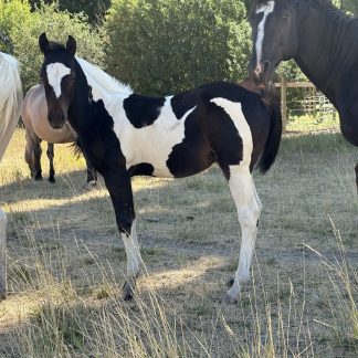 2025 APHA Bay Stud Colt