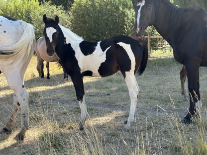 2025 APHA Bay Stud Colt