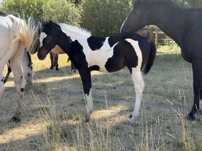 2025 APHA Bay Stud Colt - Image 2