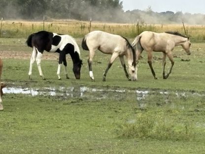 2025 APHA Bay Stud Colt - Image 4