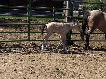2025 AQHA Buckskin Filly - Image 5