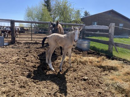 2025 AQHA Buckskin Filly - Image 4