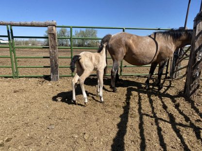 2025 AQHA Buckskin Filly - Image 3