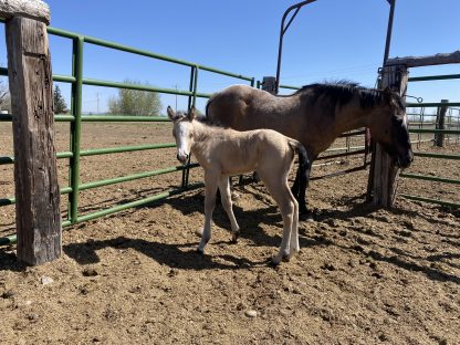 2025 AQHA Buckskin Filly - Image 2