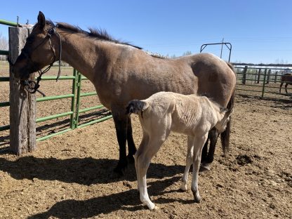 2025 AQHA Buckskin Filly - Image 6