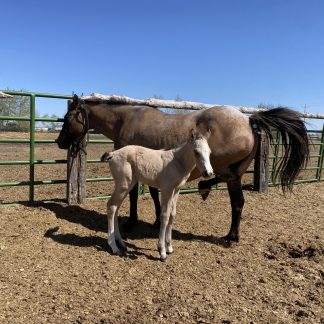 2025 AQHA Buckskin Filly