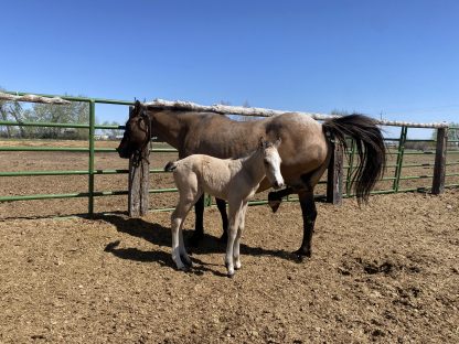 2025 AQHA Buckskin Filly