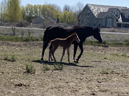 2025 APHA SORREL Filly - Image 3