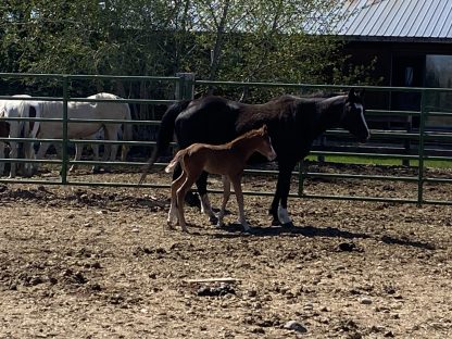 2025 APHA SORREL Filly - Image 2