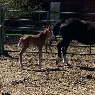 2025 APHA SORREL Filly
