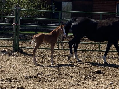 2025 APHA SORREL Filly
