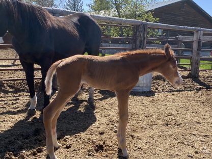 2025 APHA SORREL Filly - Image 4