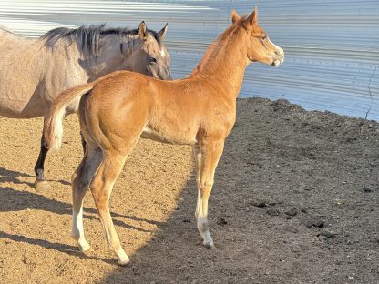 2025 APHA SORREL Filly - Image 5