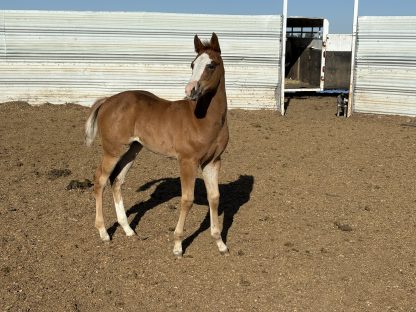 2025 APHA SORREL Filly - Image 2