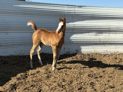 2025 APHA SORREL Filly - Image 3