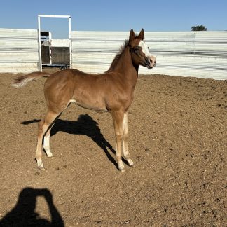 2025 APHA SORREL Filly