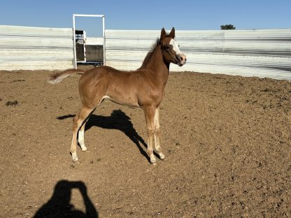 2025 APHA SORREL Filly
