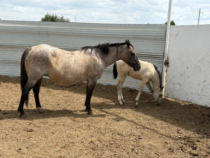 2025 AQHA Buckskin Filly - Image 5