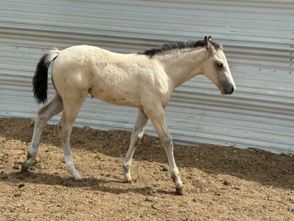 2025 AQHA Buckskin Filly - Image 4