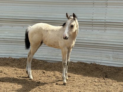 2025 AQHA Buckskin Filly - Image 3