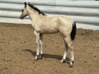 2025 AQHA Buckskin Filly - Image 6