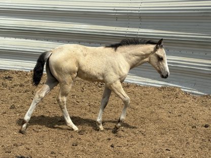 2025 AQHA Buckskin Filly - Image 2