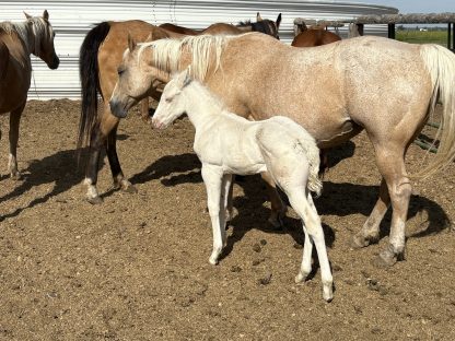 2025 AQHA Perlino Stallion - Image 2